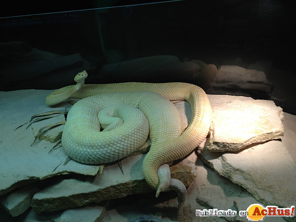 /public/fotos2/reproduccion-serpiente-albina2-15032012.jpg
