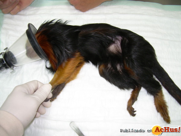 /public/fotos2/revision-dental-titi-leon-13122013.jpg