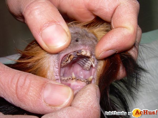 /public/fotos2/revision-dental-titi-leon2-13122013.jpg