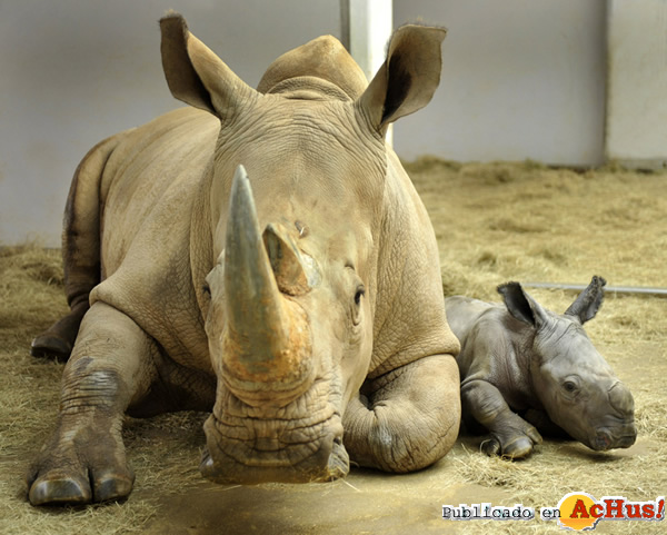 /public/fotos2/rhino-baby-28012010.jpg
