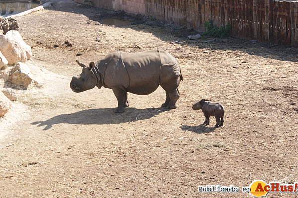 /public/fotos2/rinoceronte-indio-01032012.jpg