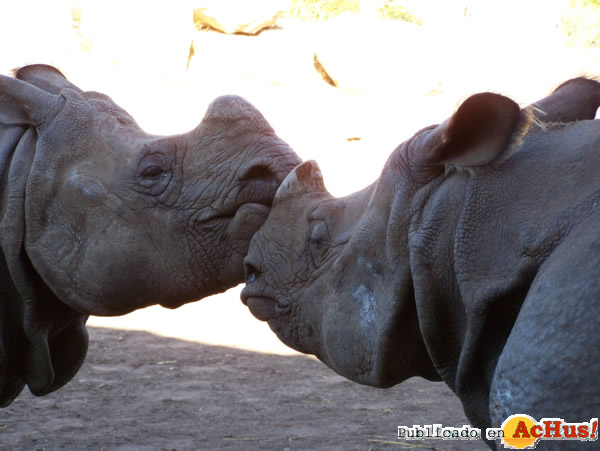 /public/fotos2/rinocerontes-08112013.jpg