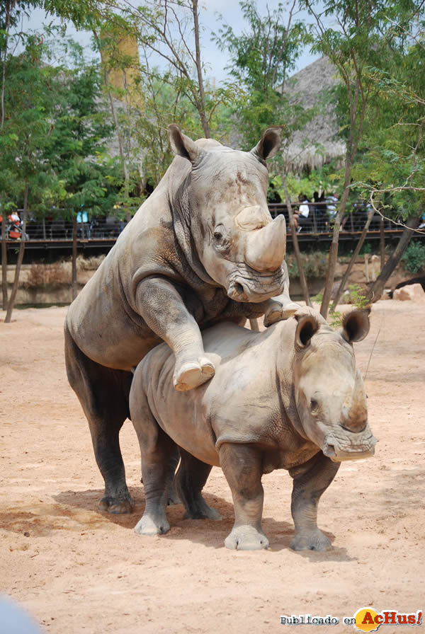 /public/fotos2/rinocerontes-15022009.jpg