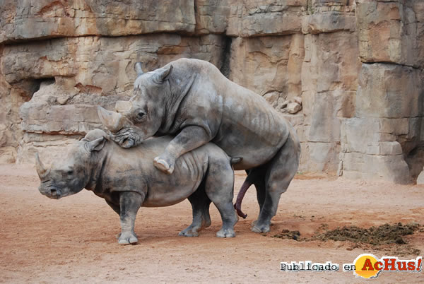 /public/fotos2/rinocerontes-18092008.jpg