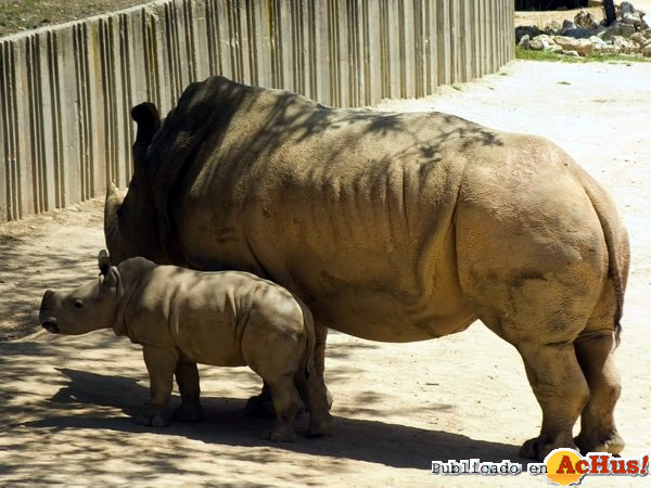 /public/fotos2/rinocerontes-27042010.jpg