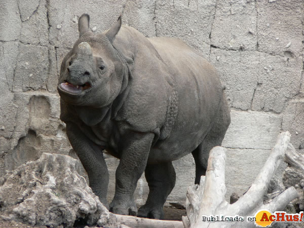/public/fotos2/rinocerontes2-22092011.jpg