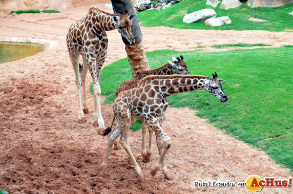 /public/fotos2/sagira-triana-bioparc-20082014.jpg