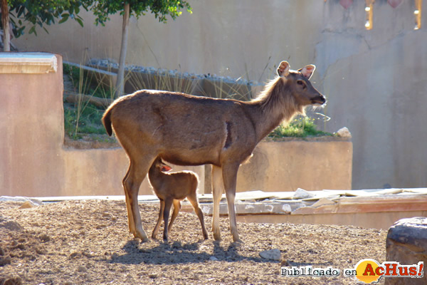 /public/fotos2/sambar-01122014.jpg