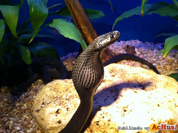 /public/fotos2/serpientedasypeltis-21062012.jpg