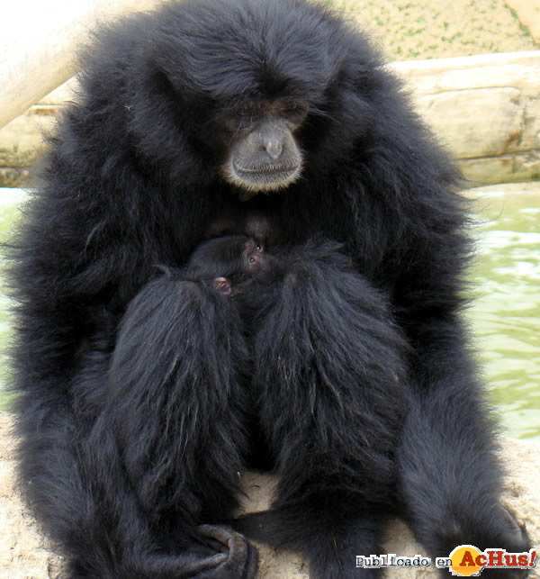 /public/fotos2/siamang-11012011.jpg