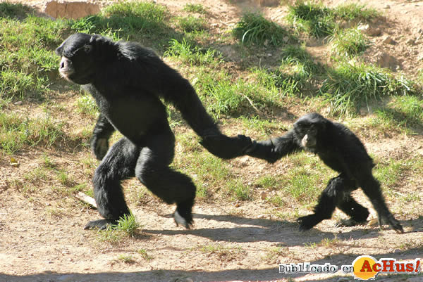 /public/fotos2/siamang-cuidando-cria-17032010.jpg