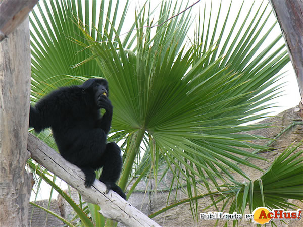 /public/fotos2/siamang2-11012011.jpg