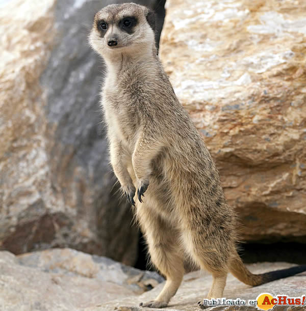 /public/fotos2/suricata-18042012.jpg