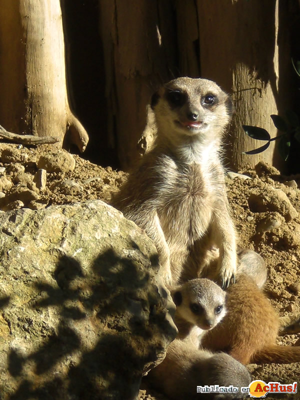 /public/fotos2/suricata-3082008.jpg