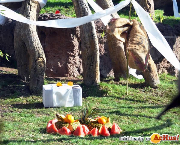 /public/fotos2/tarta-EBO-bioparc-27102014.jpg