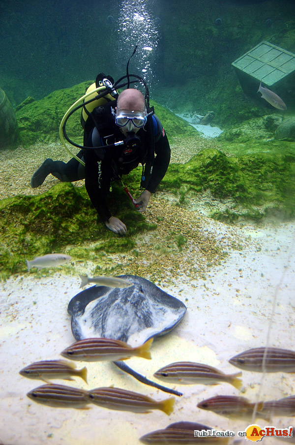 /public/fotos2/tiburones-14102008.jpg