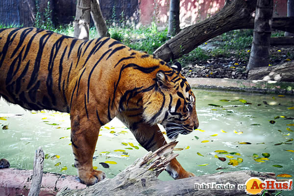 /public/fotos2/tigre-sumatra-29072015.jpg