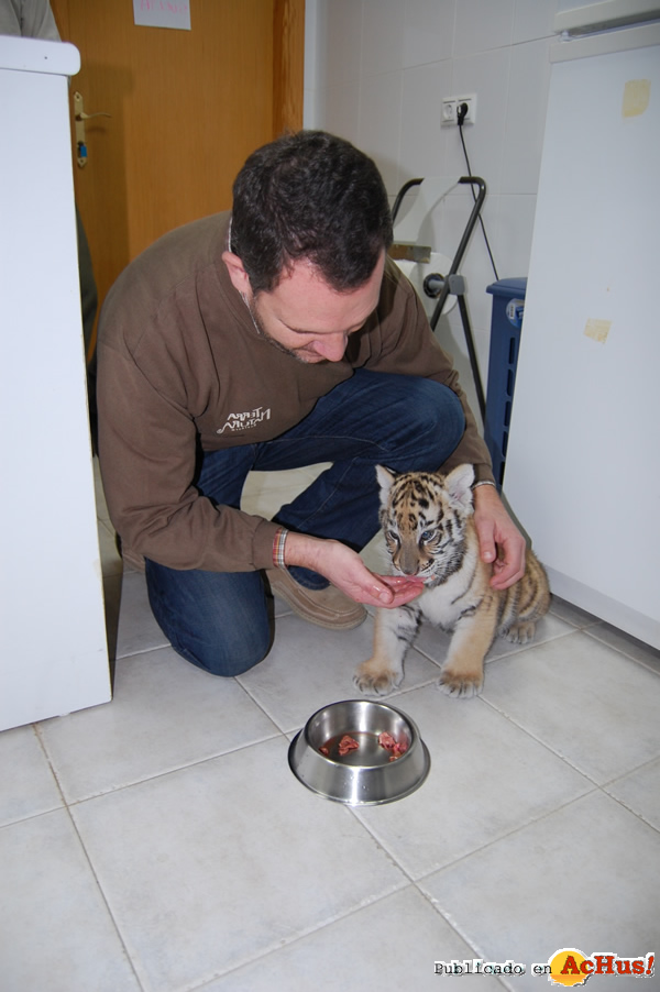 /public/fotos2/tigre-vacuna-13012011.jpg