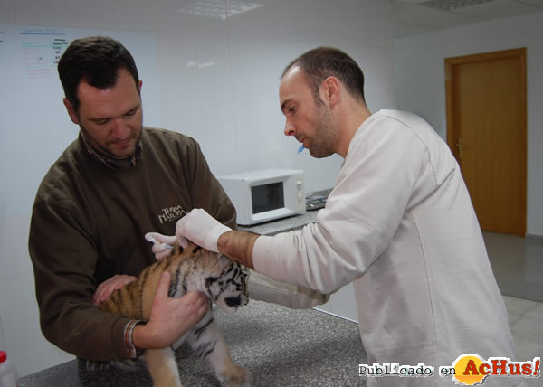 /public/fotos2/tigre-vacuna3-13012011.jpg