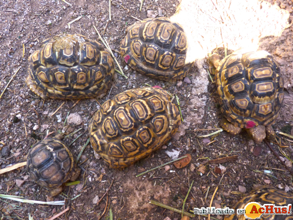 /public/fotos2/tortugas-tigre-22042014.jpg