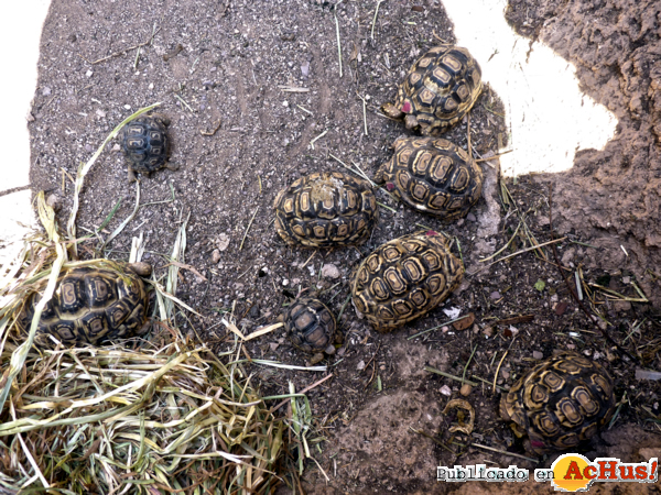 /public/fotos2/tortugas-tigres-22042014.jpg
