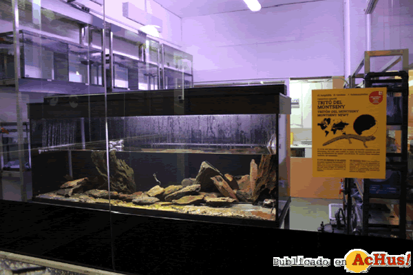 /public/fotos2/tritones-01042013.gif