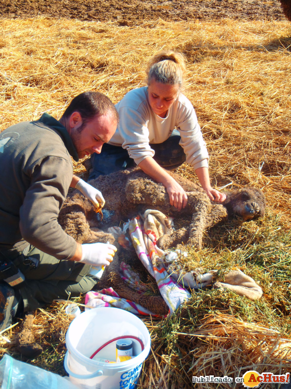 /public/fotos2/veterinario-cortando-cordon-dromedario-26012012.jpg