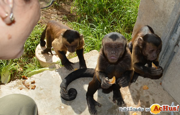 /public/fotos2/vitaminas-capuchinos2-05112015.jpg