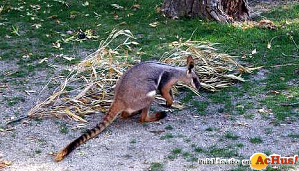 /public/fotos2/wallaby-pies-dorados-17012013.jpg