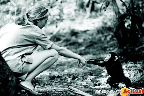 /public/fotos2/young-jane-with-baby-chimp-27042012.jpg