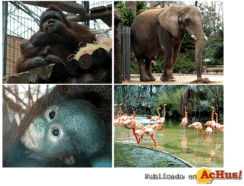 /public/fotos2/zoo-barcelona-04022009.gif