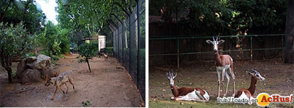 /public/fotos2/zoo-barcelona-29072011.jpg