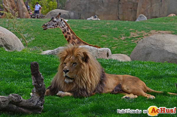 /public/fotos2/zooinmersion-23042013.jpg