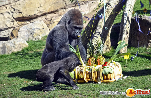 /public/fotos3/11-Aniversario-BIOPARC-Valencia-25022019.jpg