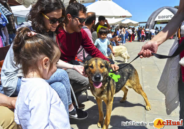 /public/fotos3/12-DESFILE-SOLIDARIO-DE-PERROS-AUPA-BIOPARC-14052018.jpg