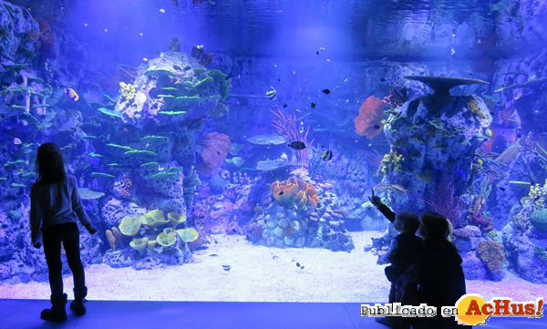 /public/fotos3/Acuario-corales-20112019.jpg