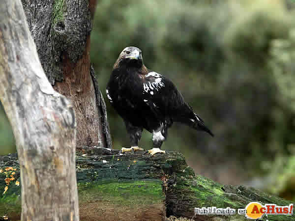 /public/fotos3/Aguila-imperial-Morgana-03012019.jpg