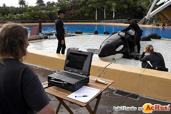 /public/fotos3/Audiograma-orcas-20072017.jpg