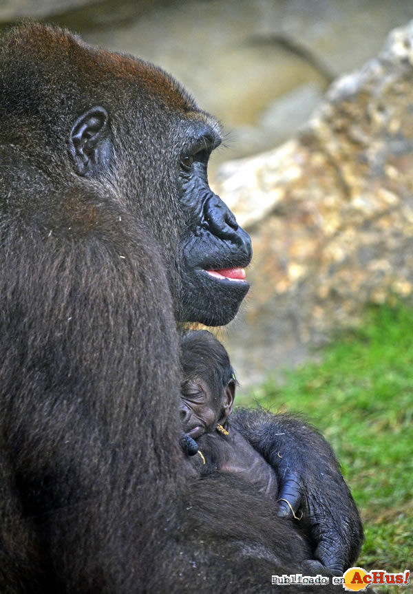 /public/fotos3/Bebe-gorila-recien-nacido-05092016.jpg
