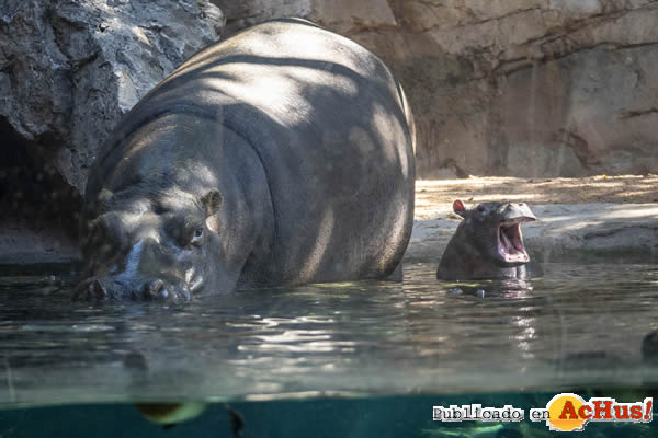 /public/fotos3/Bebe-hipopotamo-GORI-12062020.jpg