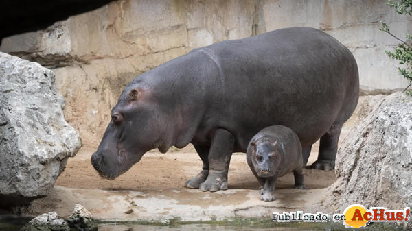 /public/fotos3/Bebe-hipopotamo-Gori-26062020.jpg