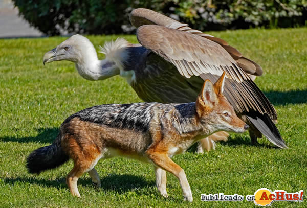 /public/fotos3/Buitre-Leonado-Gyps-fulvu-y-chacal.jpg