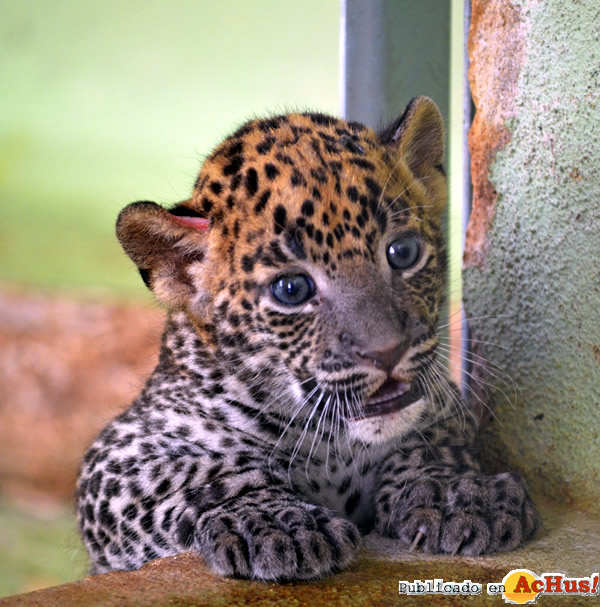 /public/fotos3/Cachorro-de-leopardo-27082016.jpg