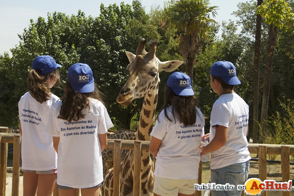 /public/fotos3/Campamentos-Verano-Zoo-Aquarium-de-Madrid-22062017.jpg