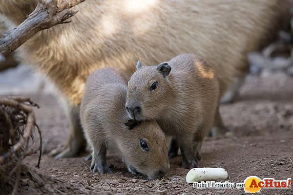 /public/fotos3/Capibara-10012017.jpg