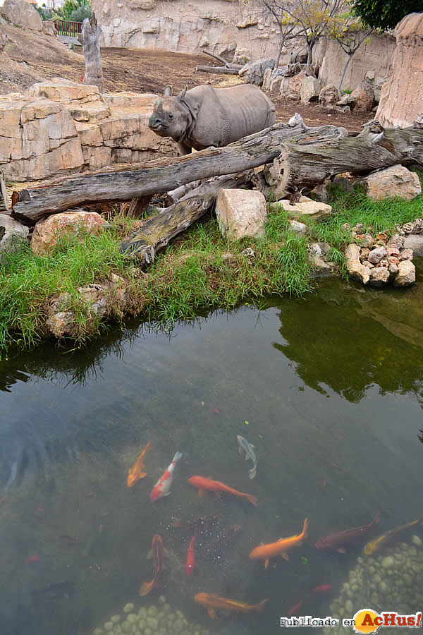 /public/fotos3/Carpas-Koi-junto-rinos-10122015.jpg