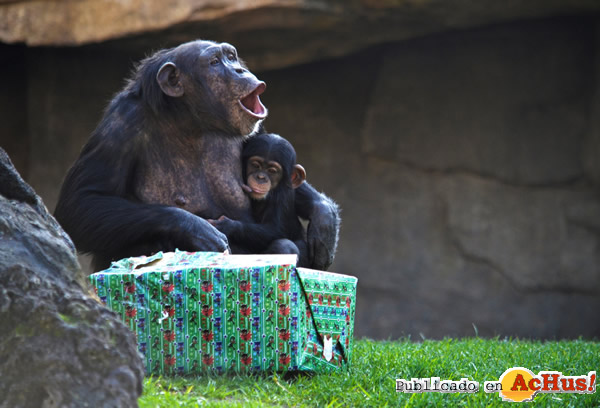 /public/fotos3/Chimpances-28122018.jpg