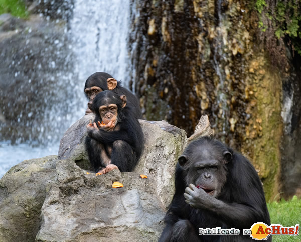 /public/fotos3/Chimpances-30122020.jpg