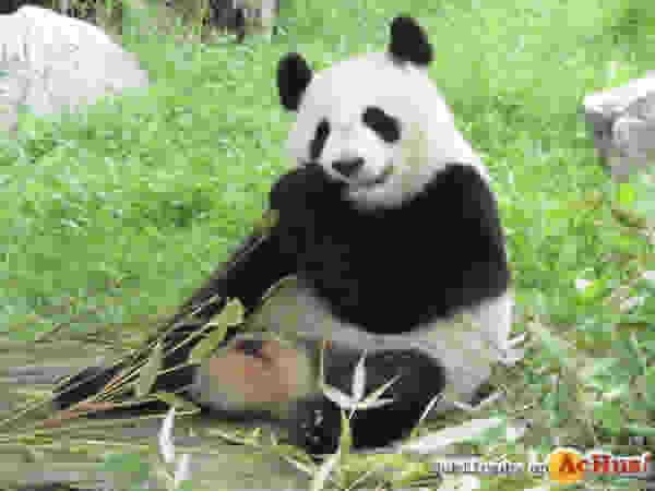 /public/fotos3/Chulina-panda-18122018.jpg
