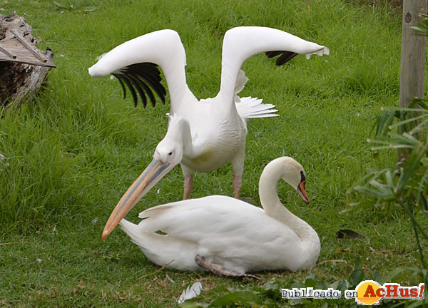 /public/fotos3/Cisne-y-pelicano-08022016.jpg